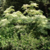 ARALIA elata en Août ARALIA elata en Août