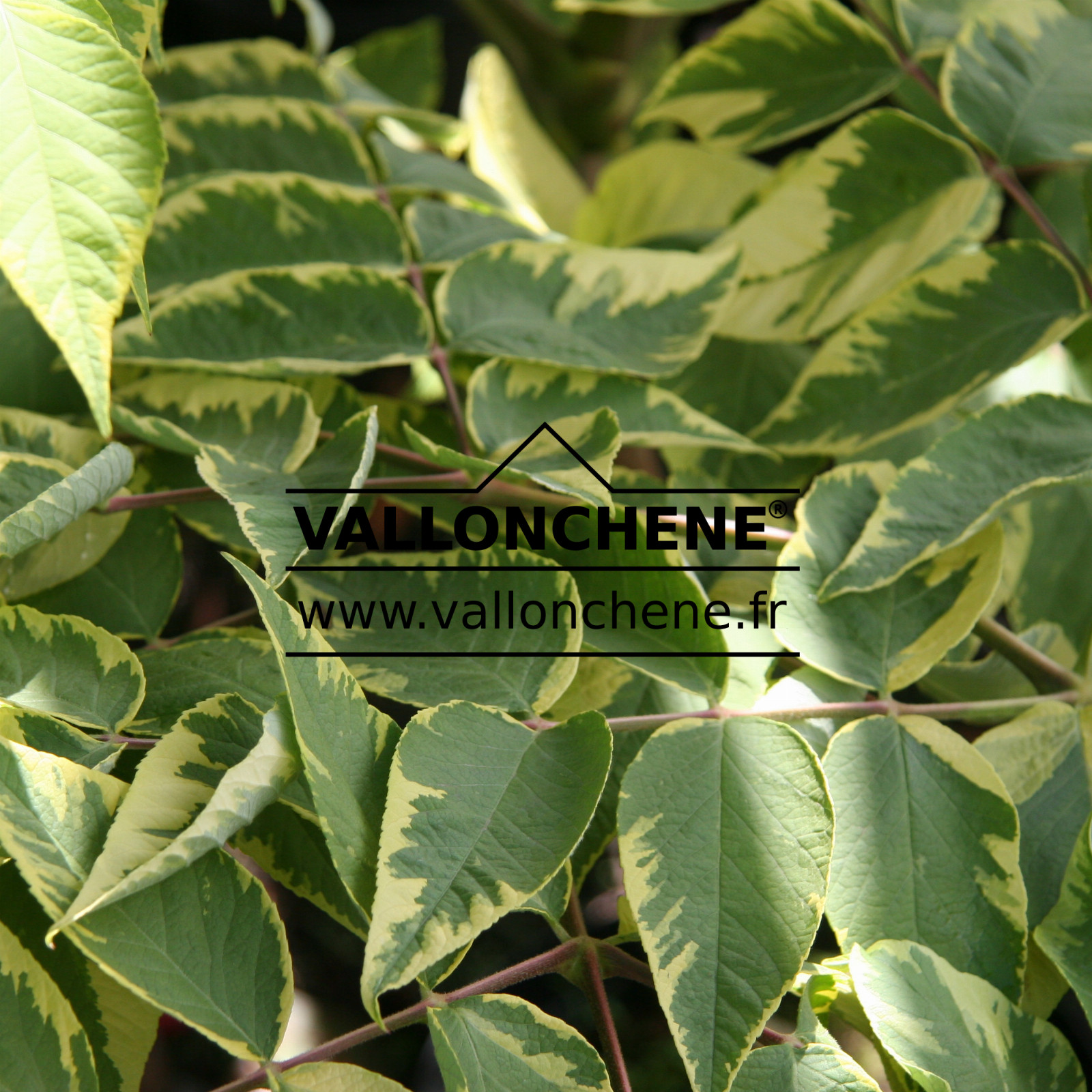 ARALIA elata ‚Aureovariegata‘ en Mai