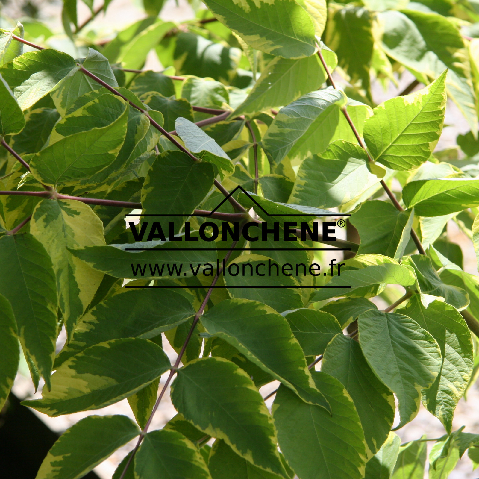 ARALIA elata ‚Aureovariegata‘ en Mai