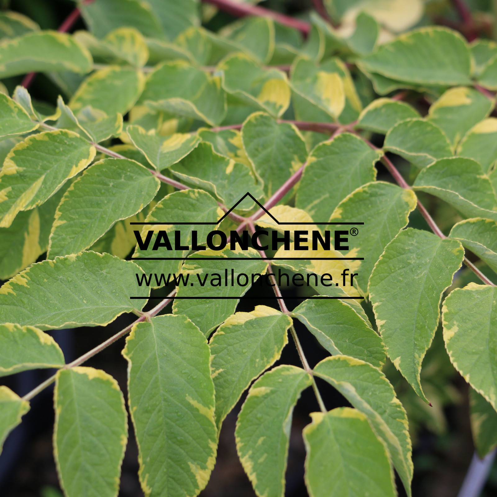 ARALIA elata ‚Aureovariegata‘ en Mai