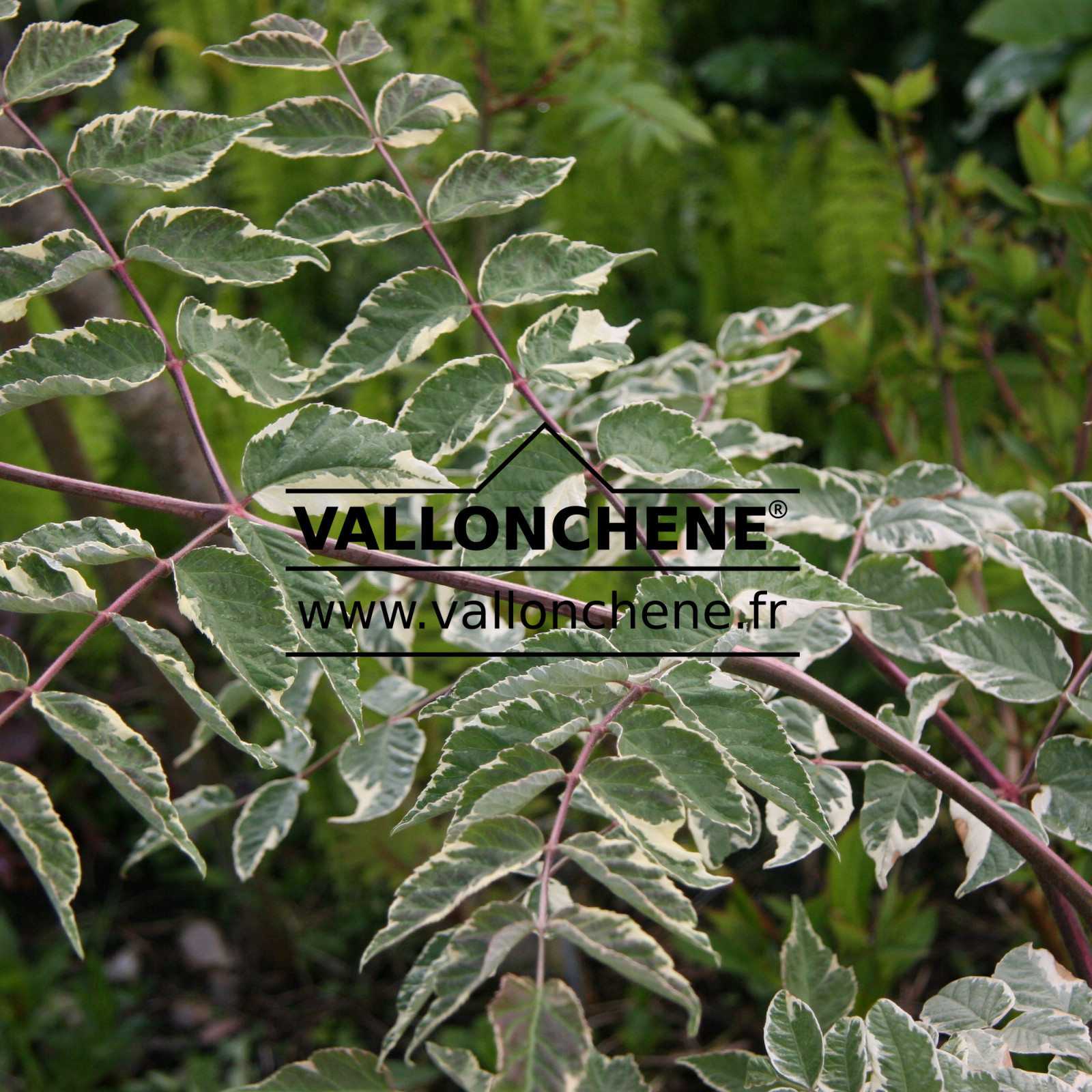 ARALIA elata ‘Variegata’ en Mai