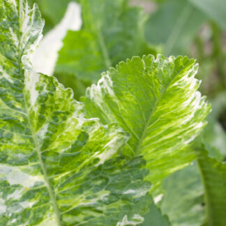 ARMORACIA rusticana 'Variegata' en Avril