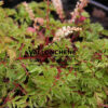 ARUNCUS aethusifolius ‚Noble Spirit‘ en Septembre