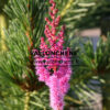 ASTILBE chinensis 'Superba' en Septembre