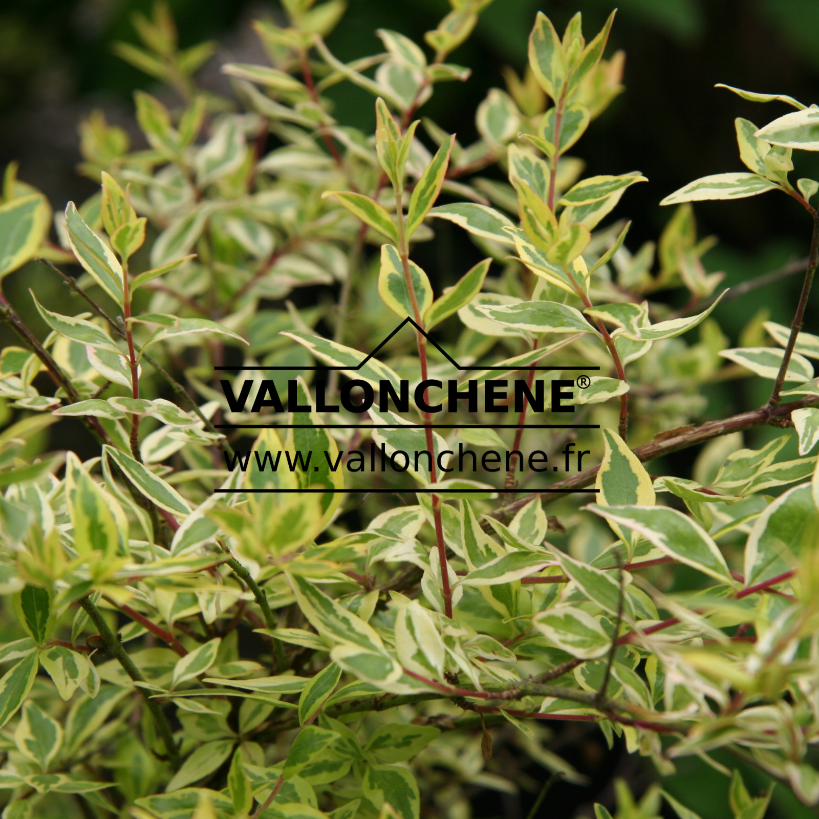 ABELIA x grandiflora ‘Hopleys’ en Juillet