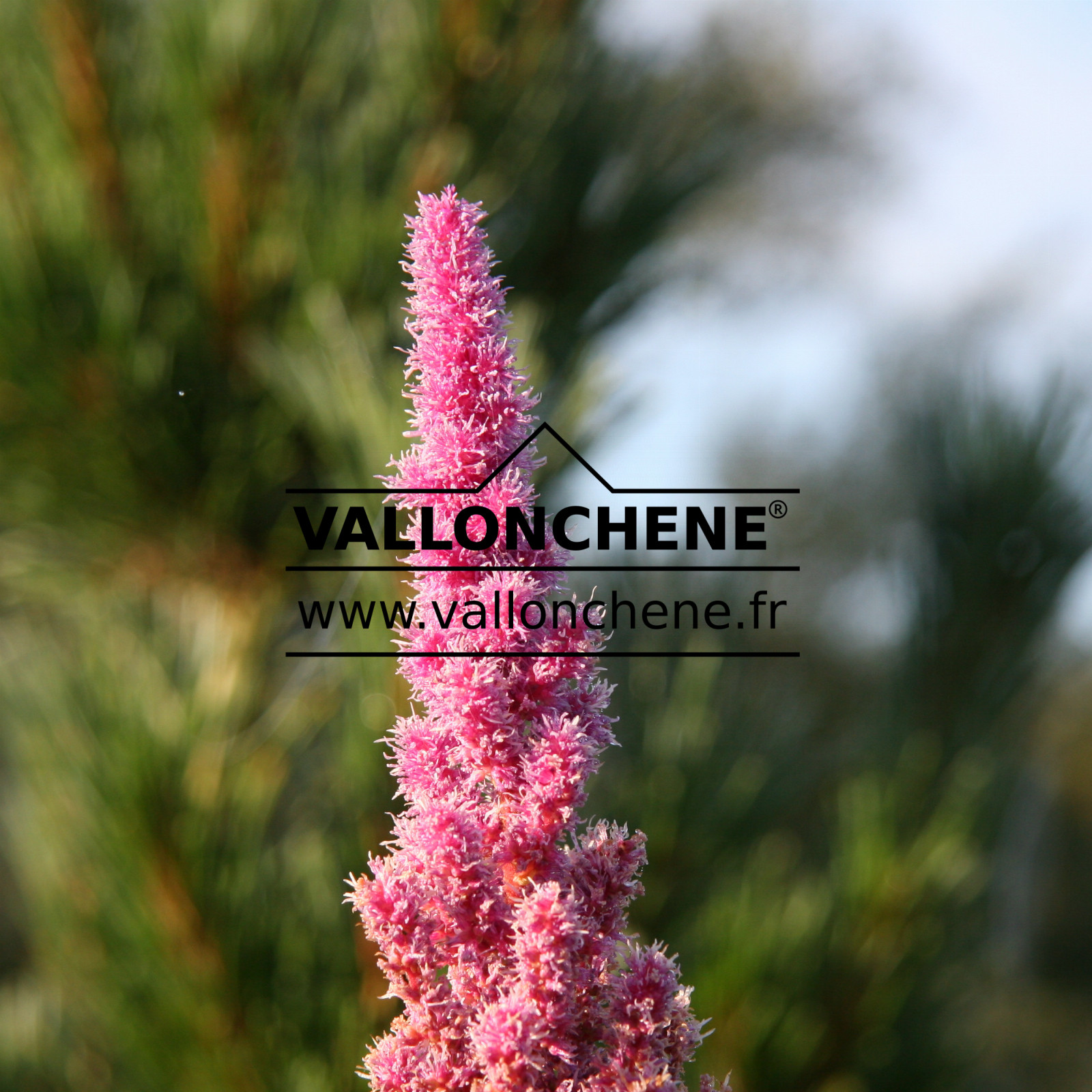 ASTILBE chinensis ‘Superba’ en Septembre