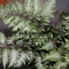 ATHYRIUM niponicum ‘Metallicum’ en Avril