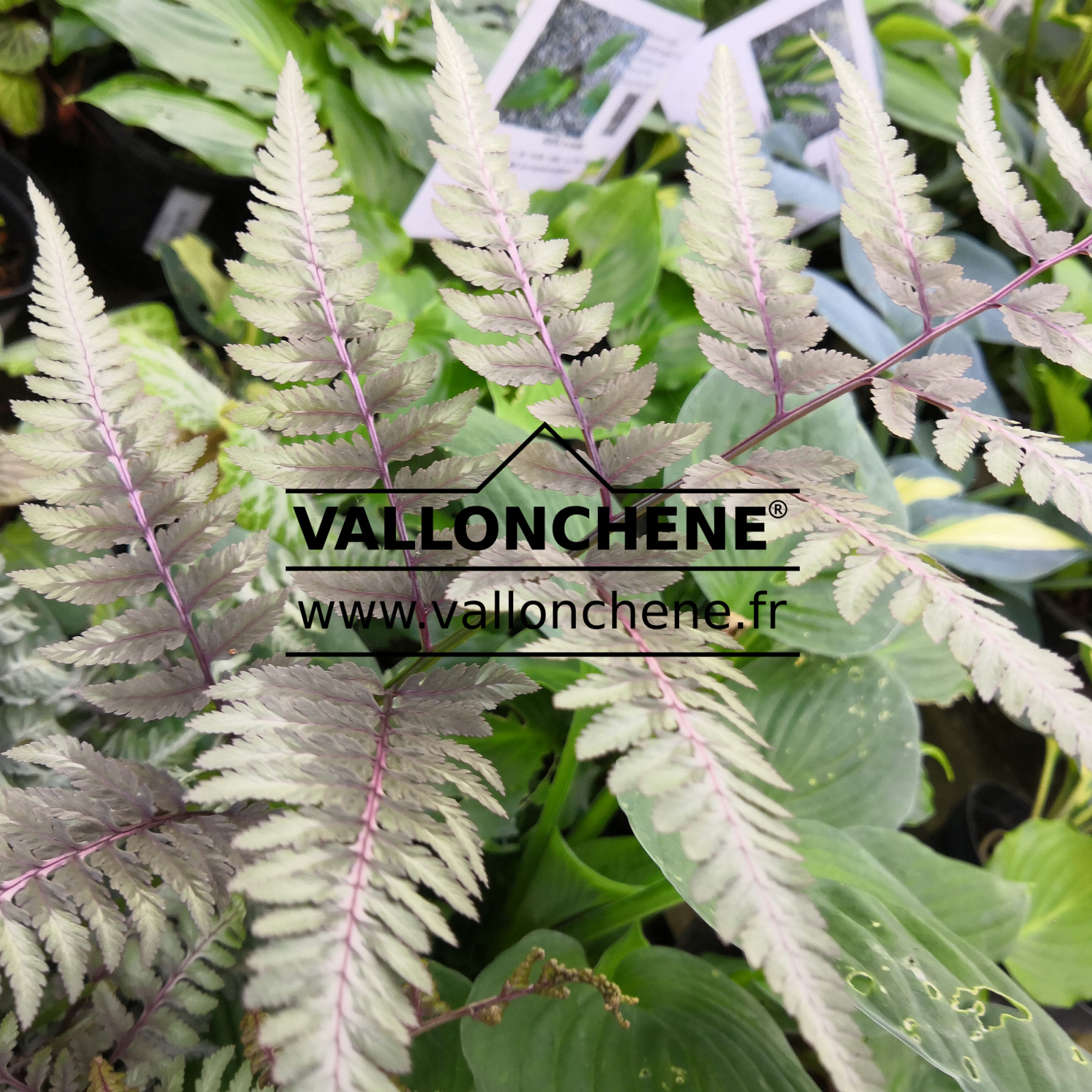 ATHYRIUM niponicum ‘Metallicum’ en Juin