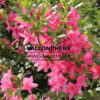 AZALEA mollis ‚Jolie Madame‘ en Mai