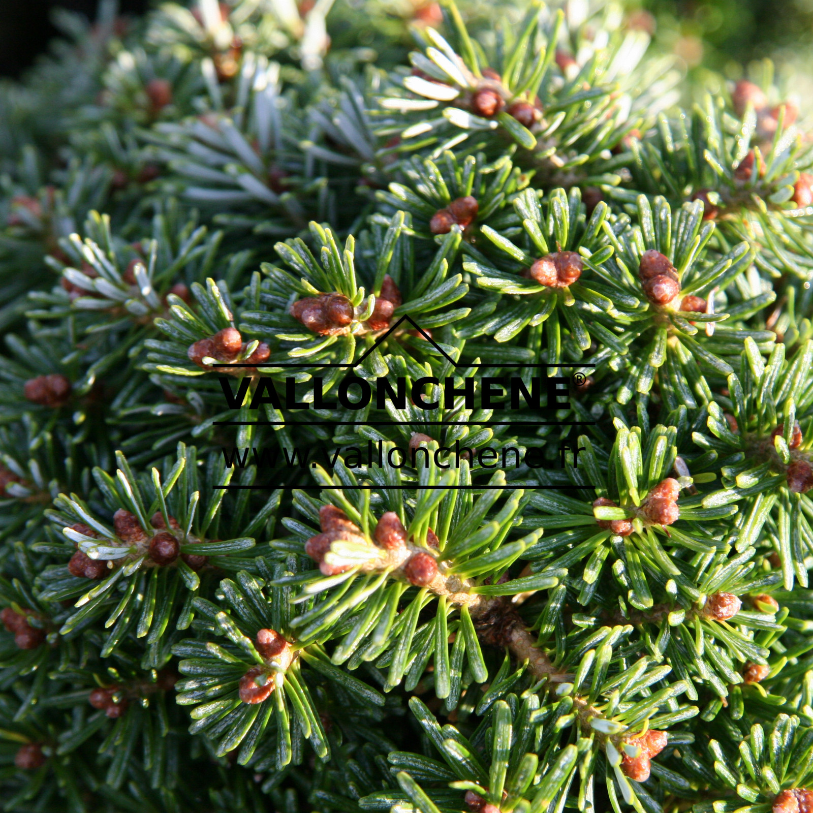 ABIES koreana ‘Blauer Eskimo’ en Octobre