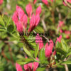 AZALEA mollis ‚Jolie Madame‘ en Mai