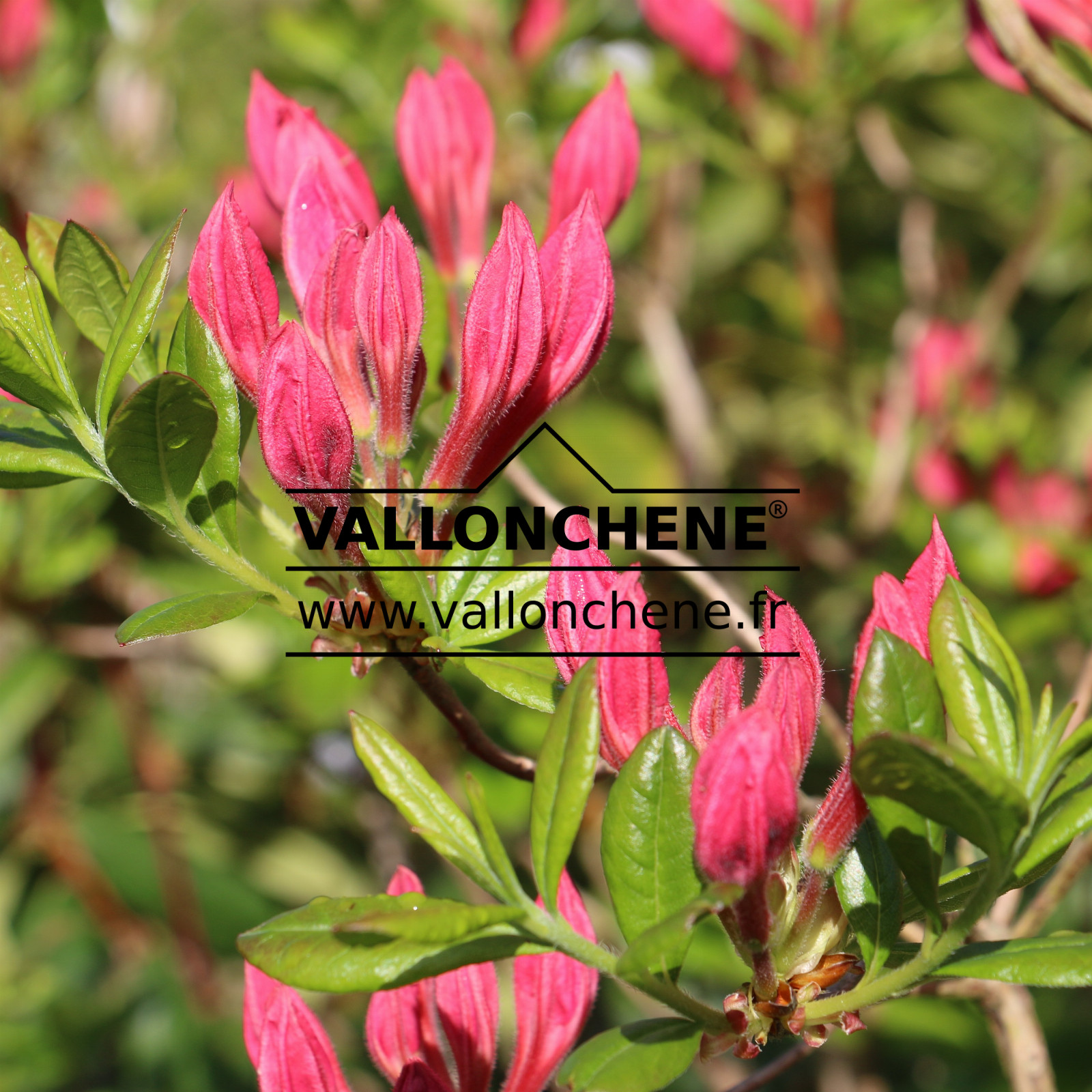 AZALEA mollis 'Jolie Madame' en Mai