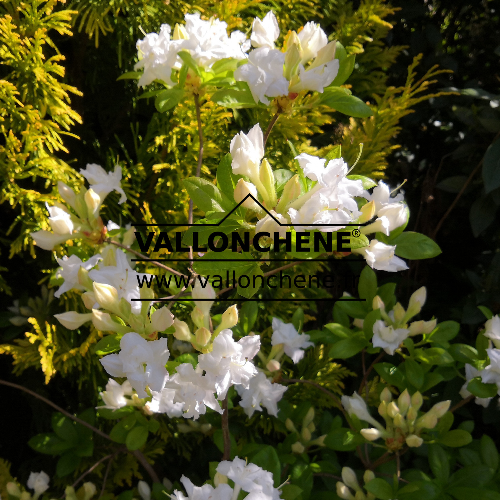 AZALEA mollis ‚White Throat‘ en Mai