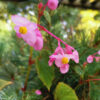 BEGONIA grandis ssp. evansiana en Septembre