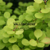 BERBERIS thunbergii ‘Golden Torch’ en Juillet