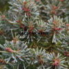 ABIES koreana 'Blauer Pfiff' en Novembre