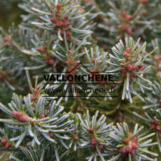 ABIES koreana 'Blauer Pfiff' en Novembre