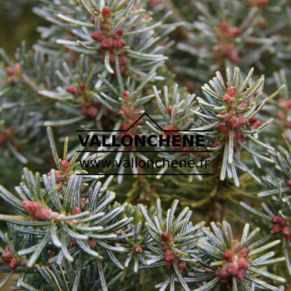 ABIES koreana 'Blauer Pfiff' en Novembre