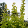 BERBERIS thunbergii 'Maria' en Septembre
