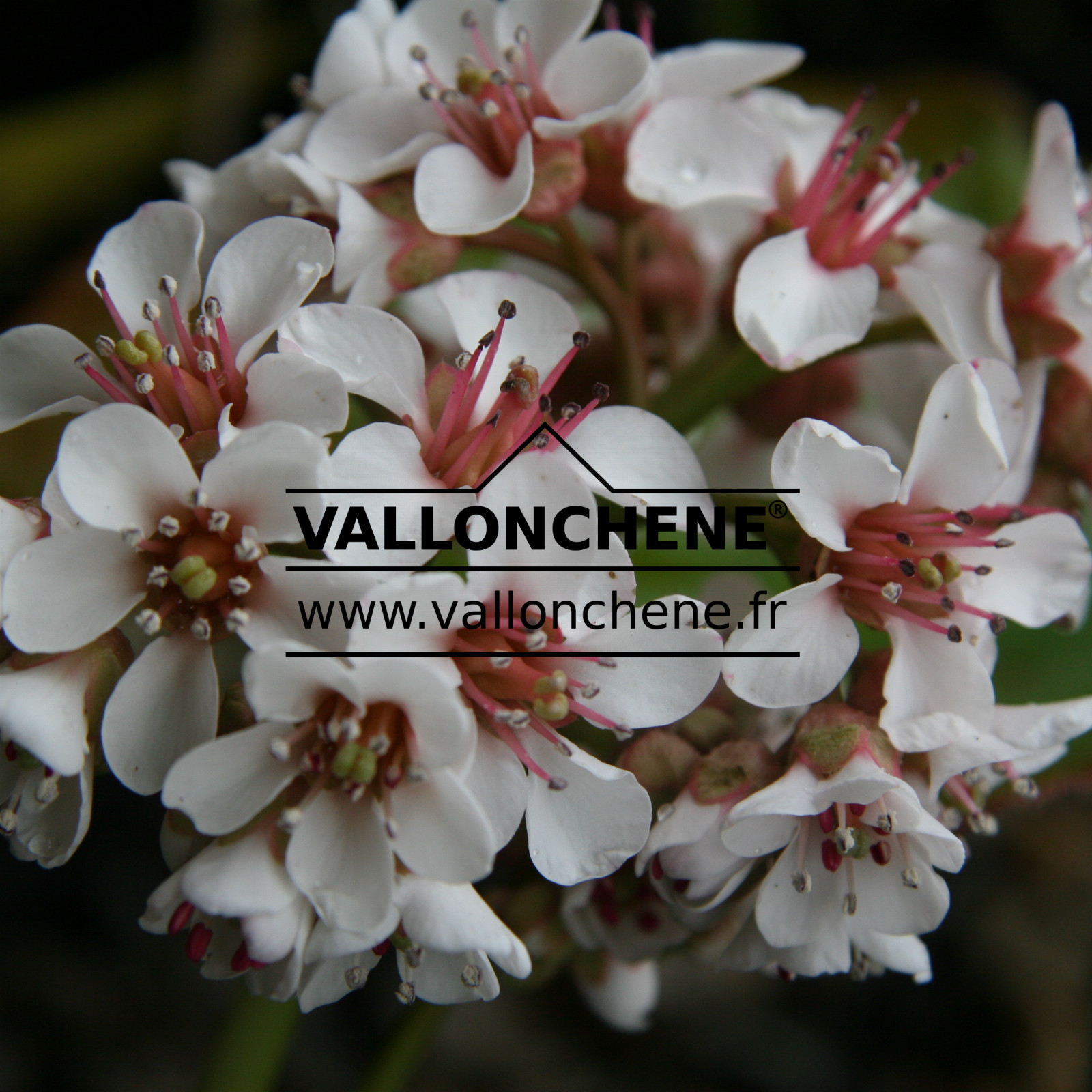 BERGENIA ciliata en Mars