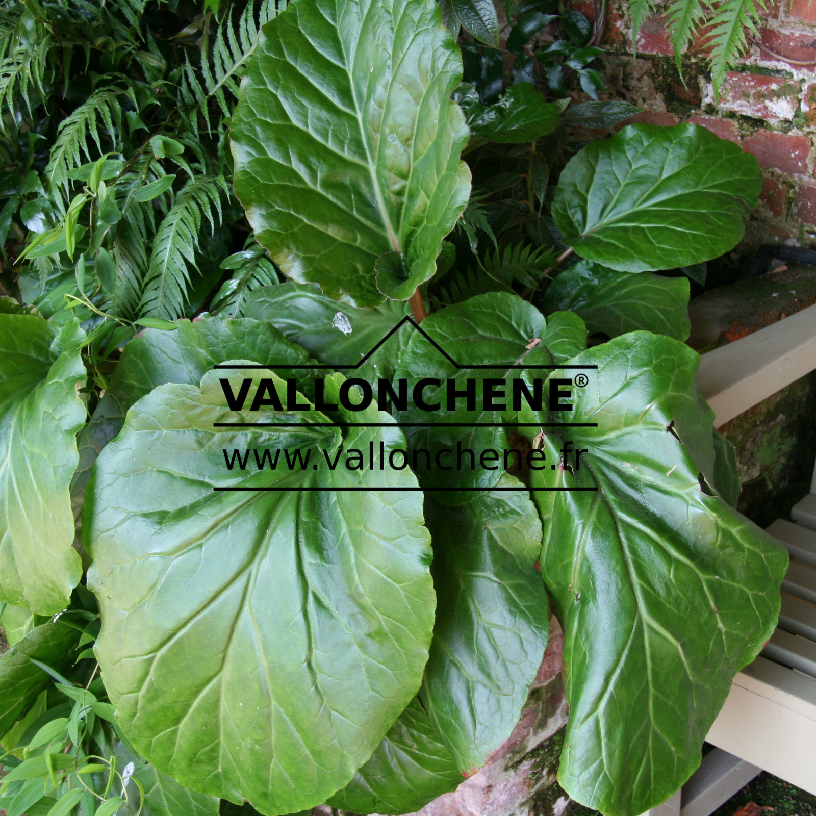 BERGENIA ciliata en Juillet