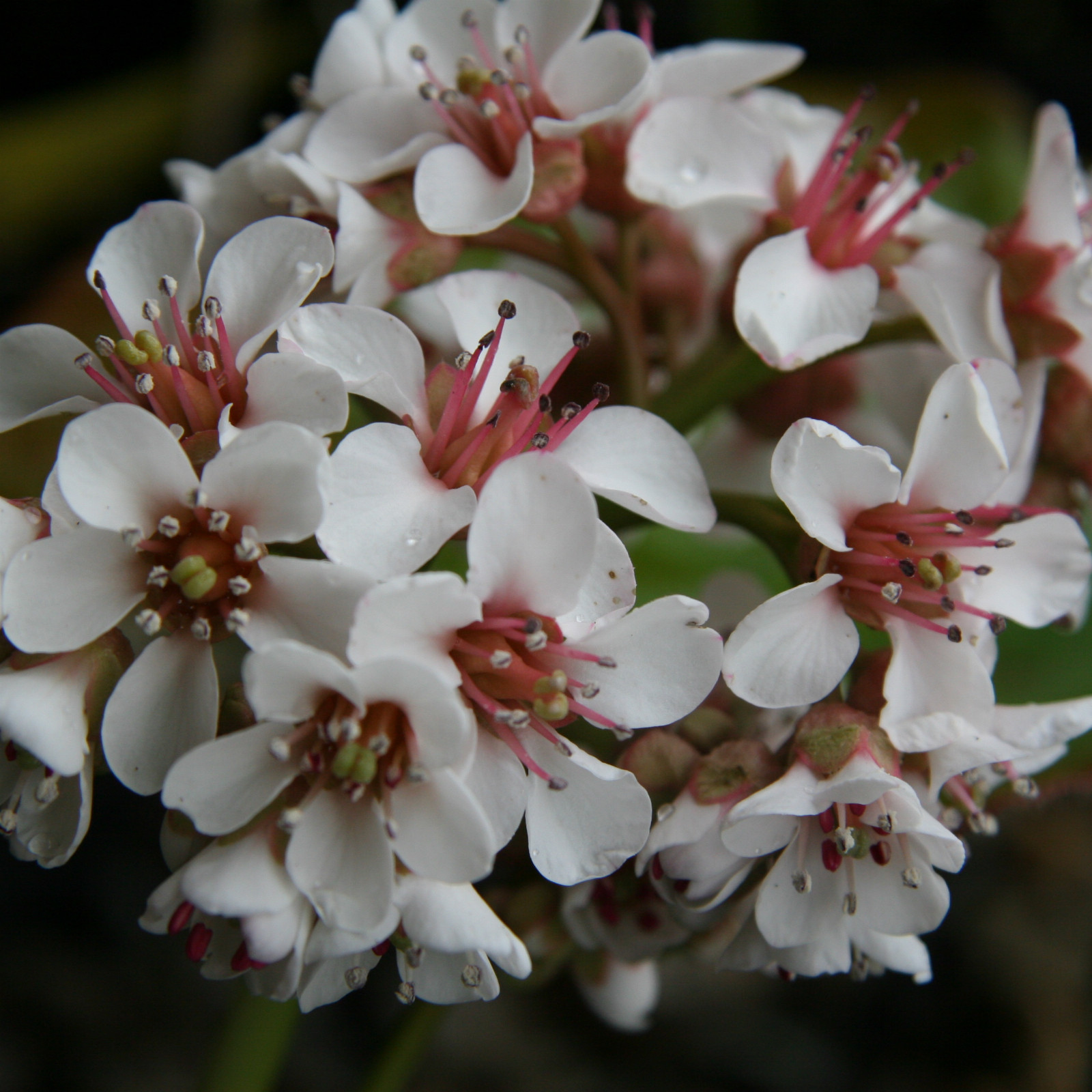 BERGENIA ciliata en Mars