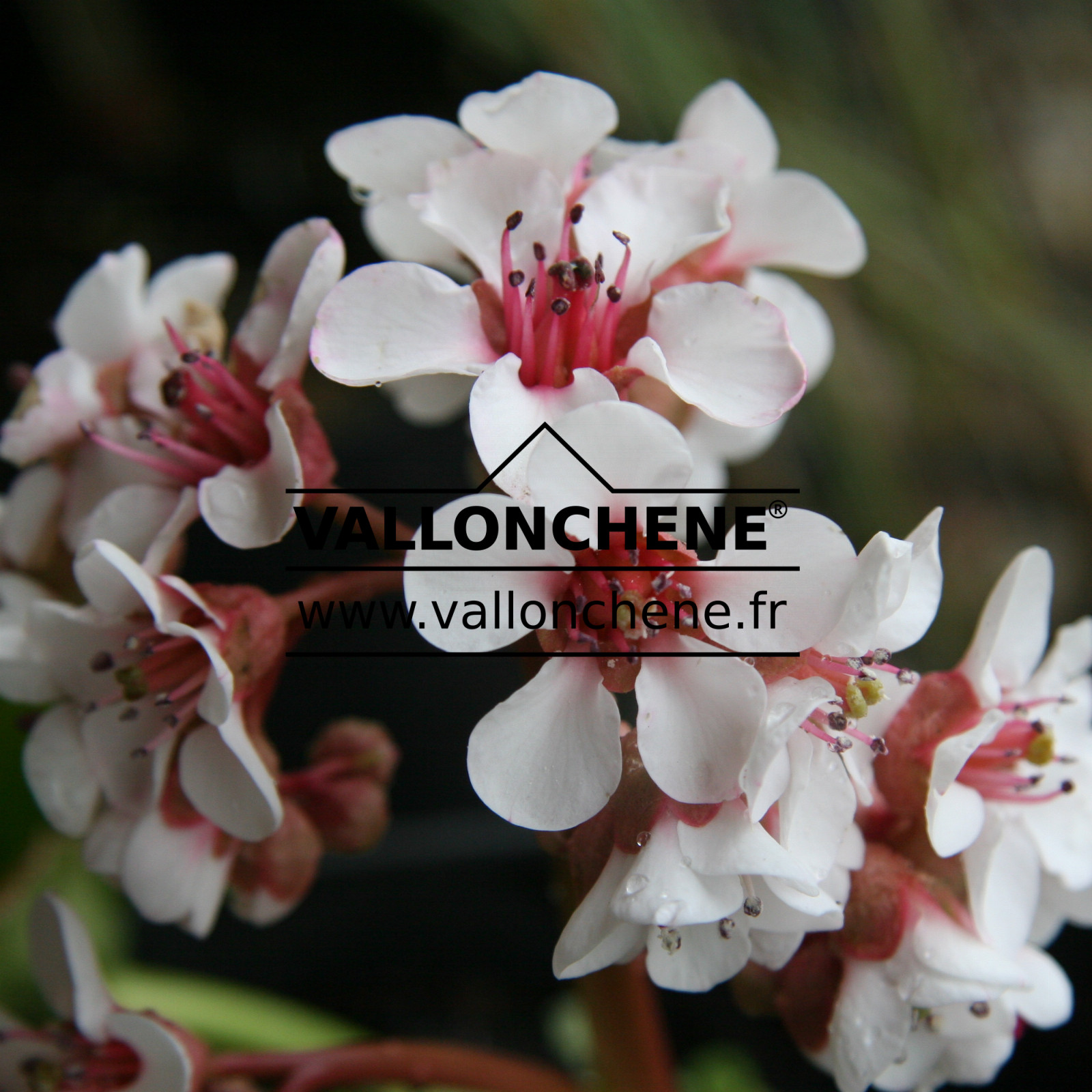 BERGENIA ciliata en Mars