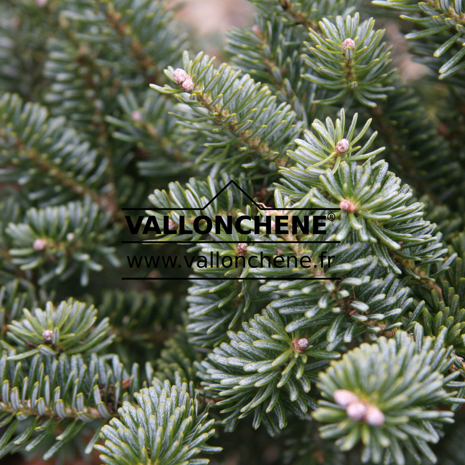 ABIES koreana ‚Blue Emperor‘ en Mars