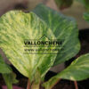 BERGENIA cordifolia ‚Vallonchene Aureovariegata‘ en Mars