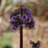 BERGENIA cordifolia ‚Vallonchene Aureovariegata‘ en Mars