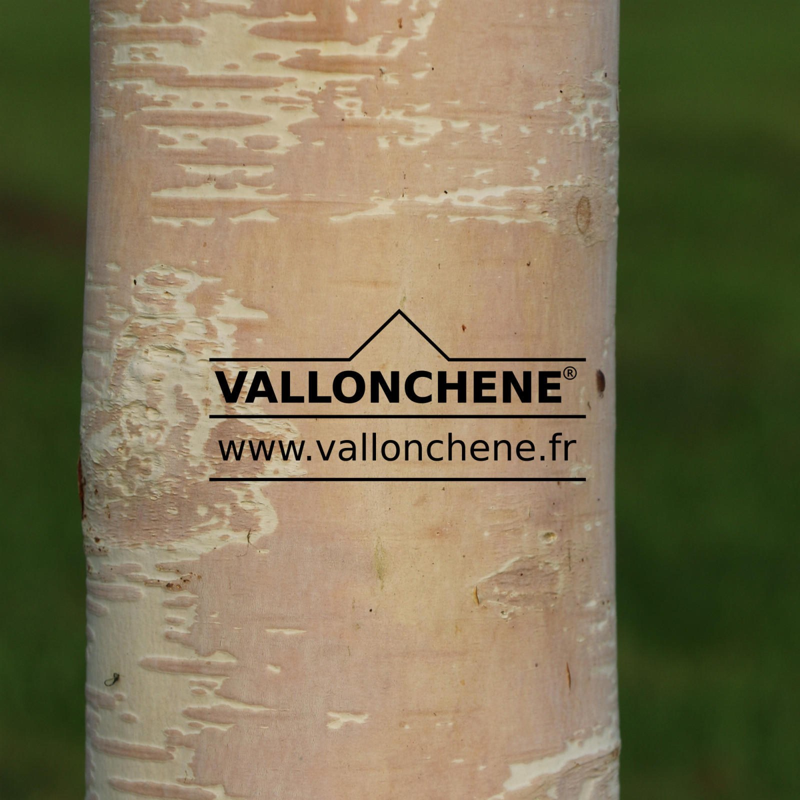 BETULA ermanii 'Blush' en Septembre