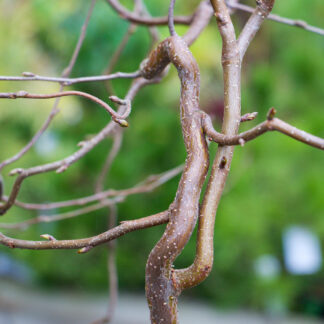 BETULA pendula 'Spider Alley' en Novembre