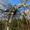 BETULA pendula 'Youngii' en Décembre