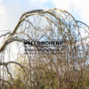 BETULA pendula 'Youngii' en Décembre