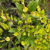 BETULA x plettkei ‚Aurea‘ en Avril