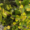 BETULA x plettkei ‚Aurea‘ en Avril
