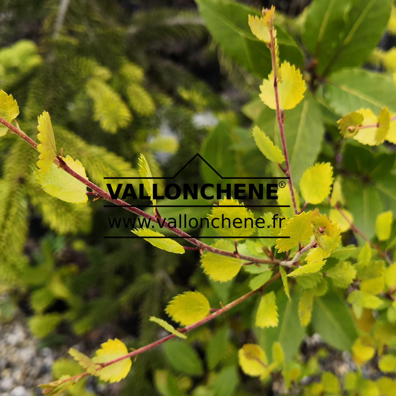 BETULA x plettkei ‘Aurea’ en Avril
