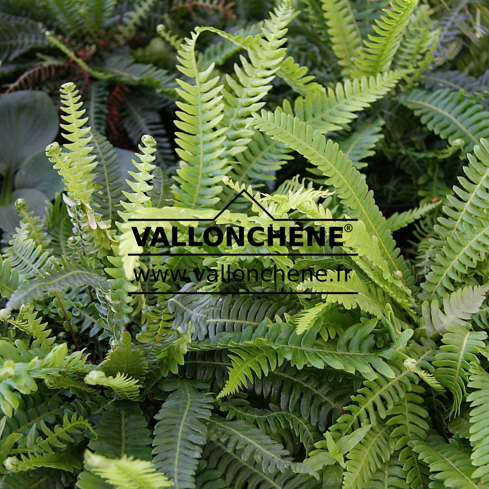 BLECHNUM spicant en Juillet