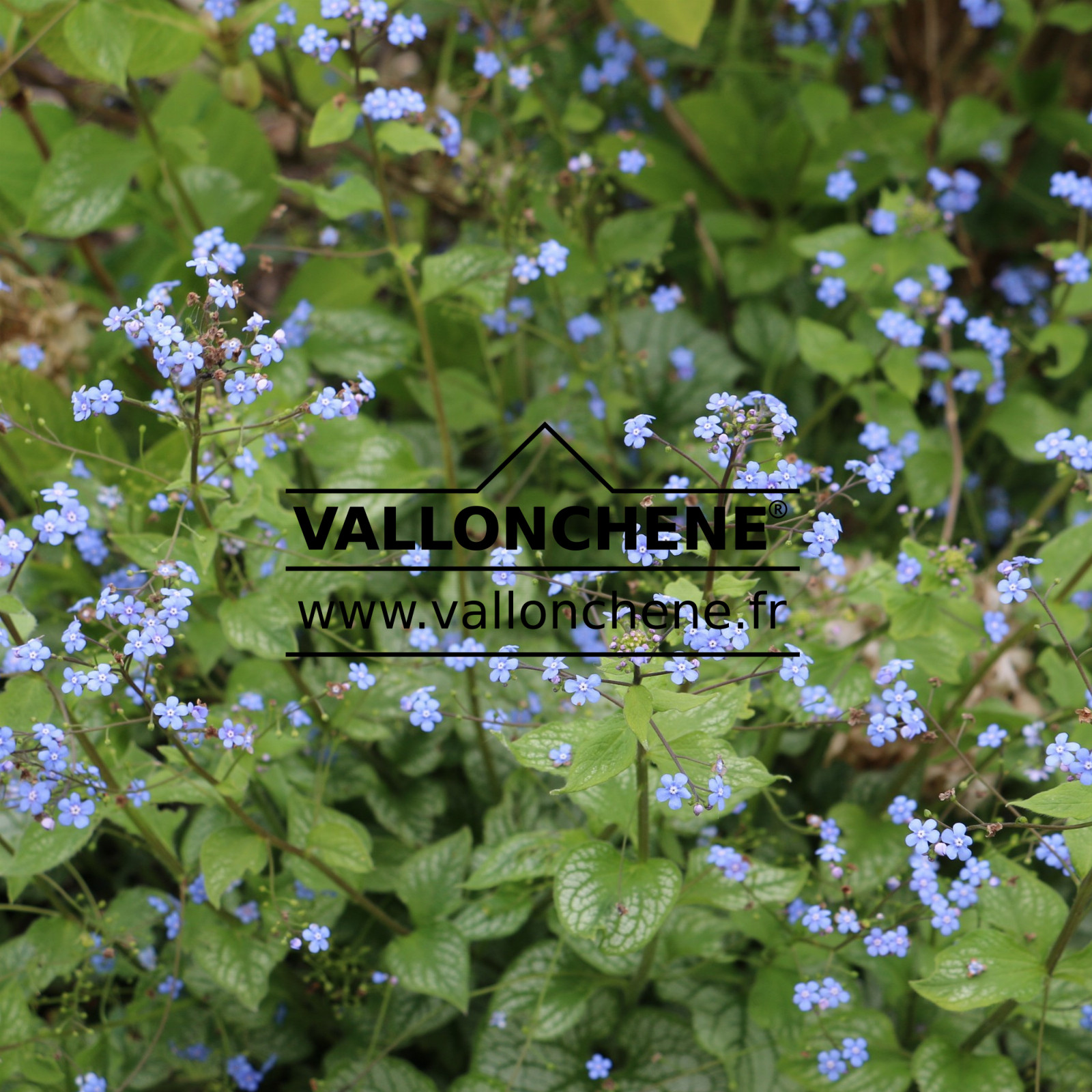 BRUNNERA macrophylla ‘Jack Frost’ en Avril