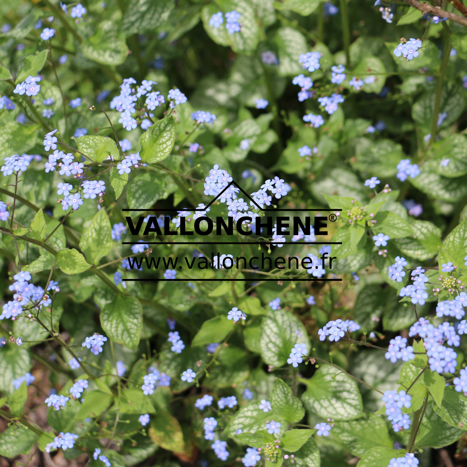 BRUNNERA macrophylla ‘Jack Frost’ en Avril