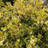 BUXUS microphylla 'Golden Dream' en Mars
