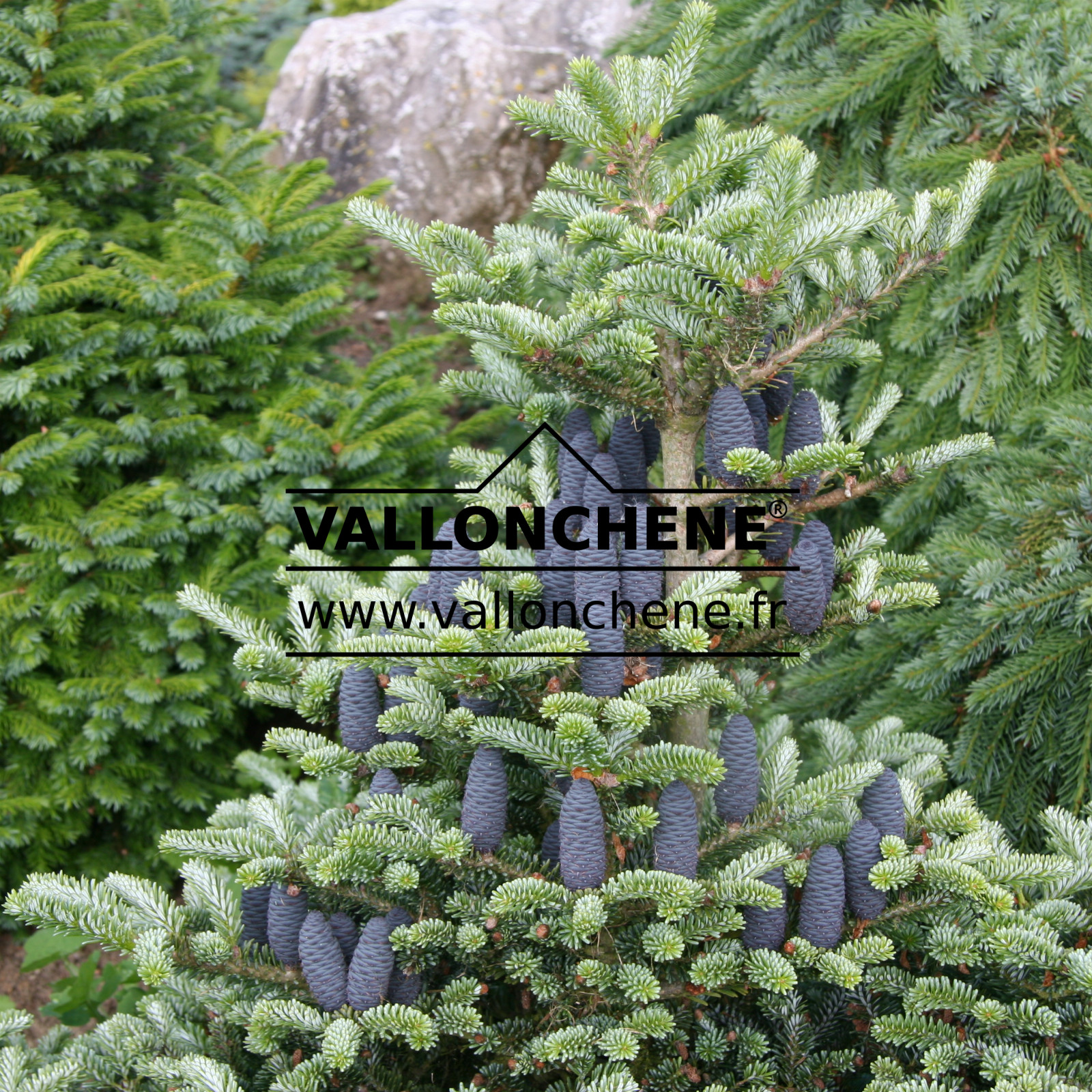 ABIES koreana ‚Blue Emperor‘ en Juin