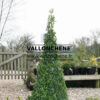 BUXUS sempervirens cône 85+- en Mars