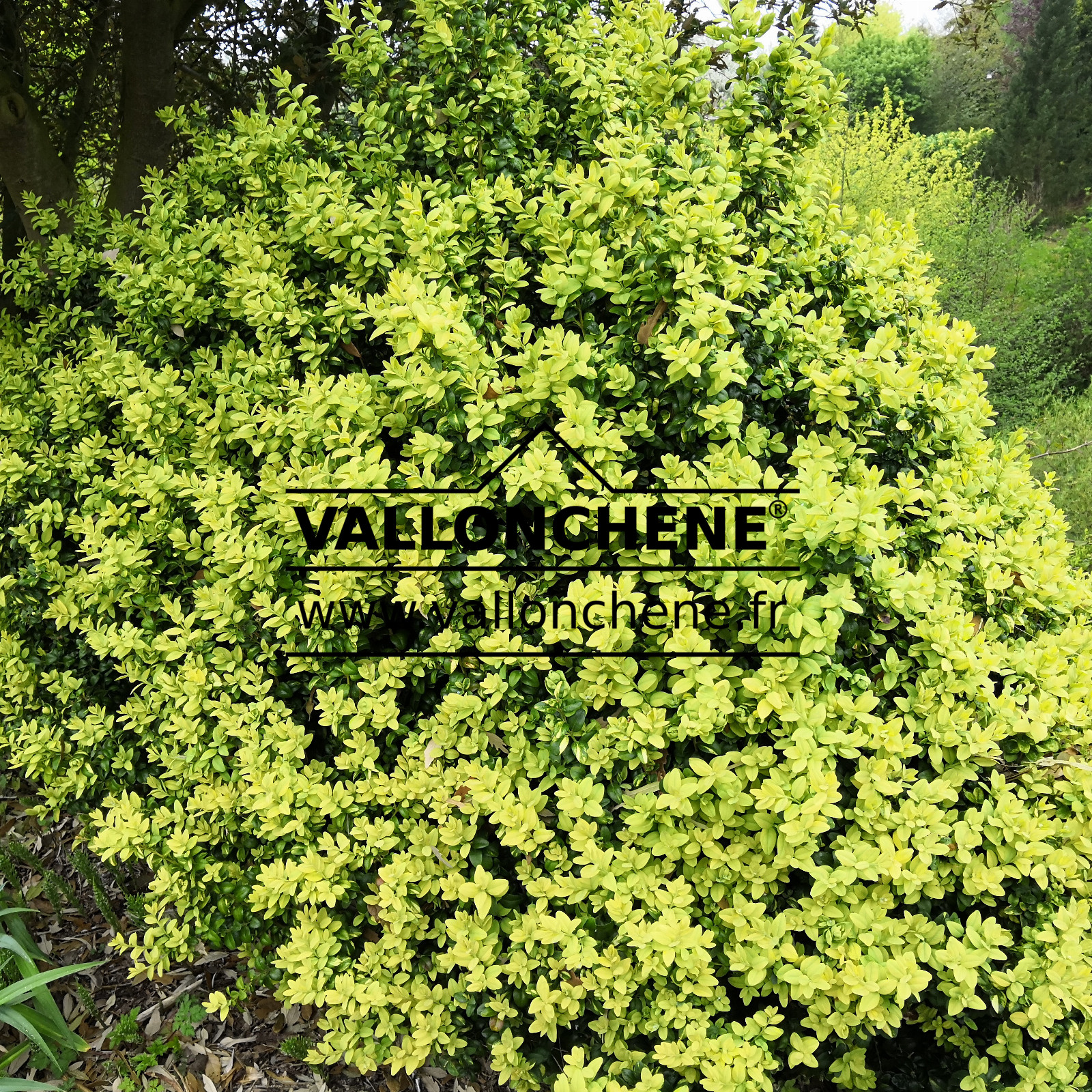 BUXUS sempervirens ‚Latifolia Maculata‘ (Aurea) en Avril