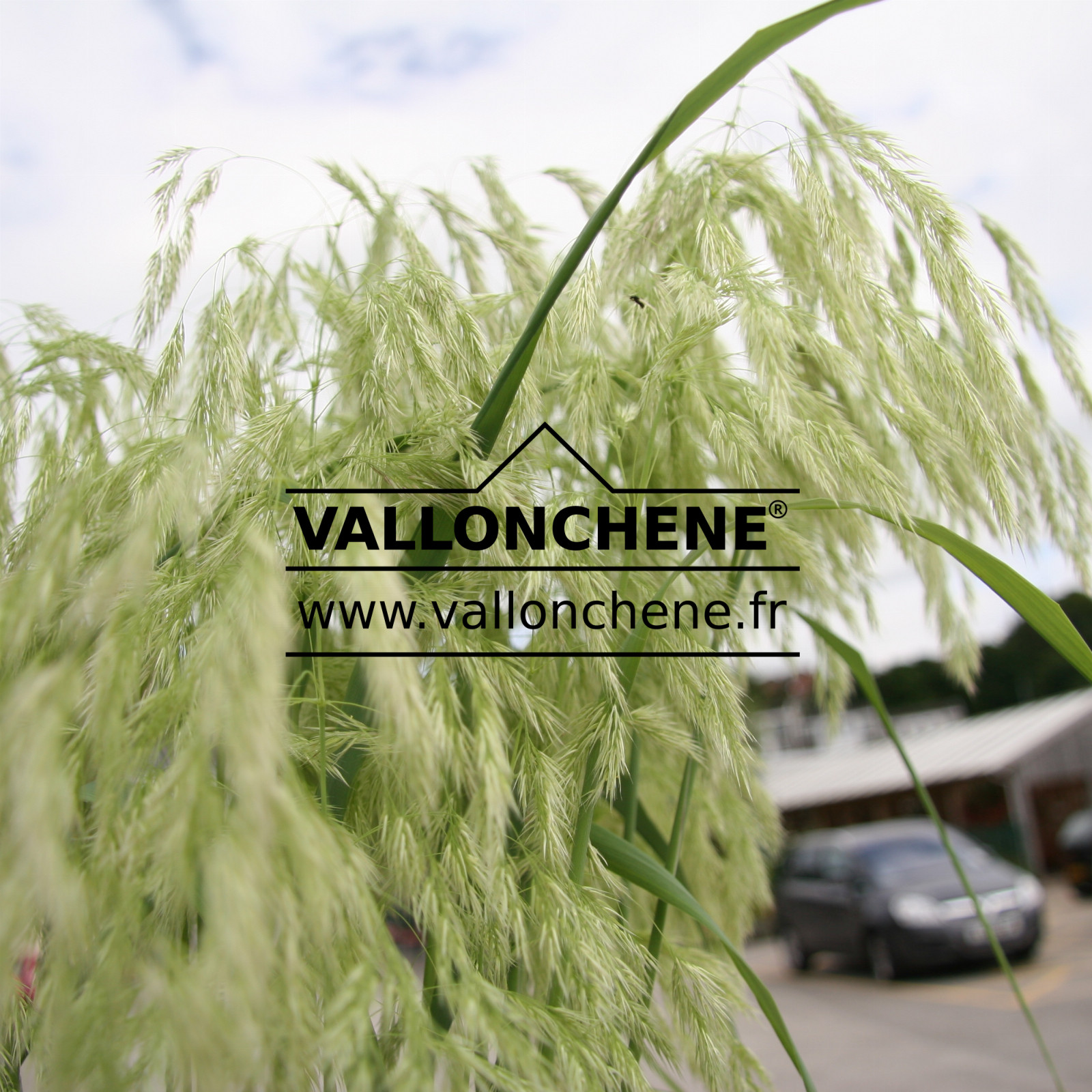 CALAMAGROSTIS emodensis en Juillet