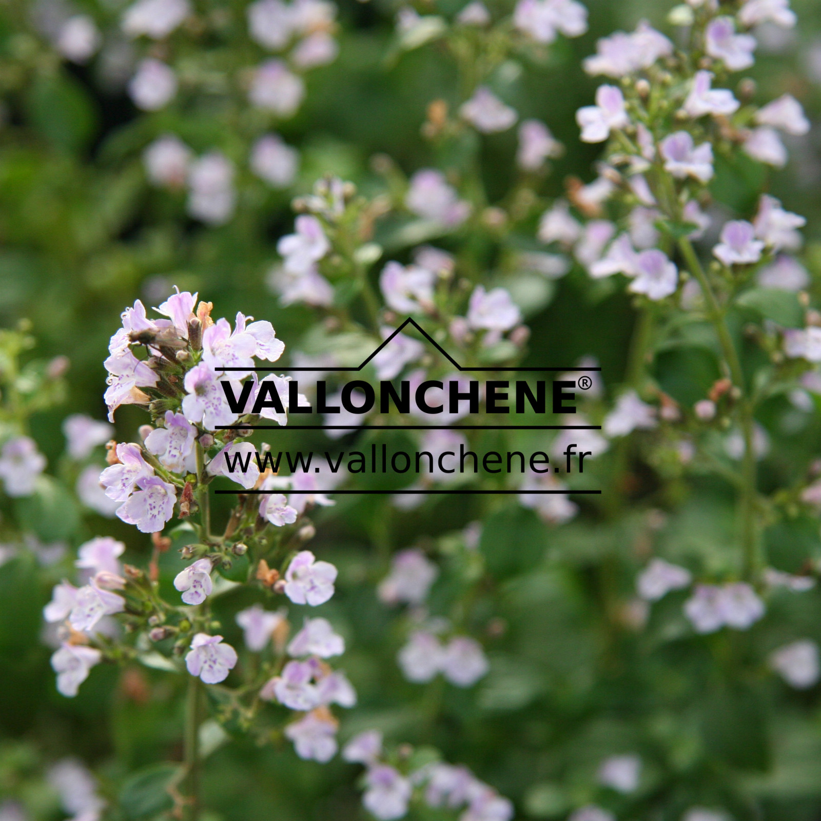 CALAMINTHA nepeta en Octobre