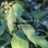 CALLICARPA bodinieri 'Giraldii' en Septembre