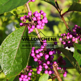 CALLICARPA bodinieri 'Profusion' en Octobre