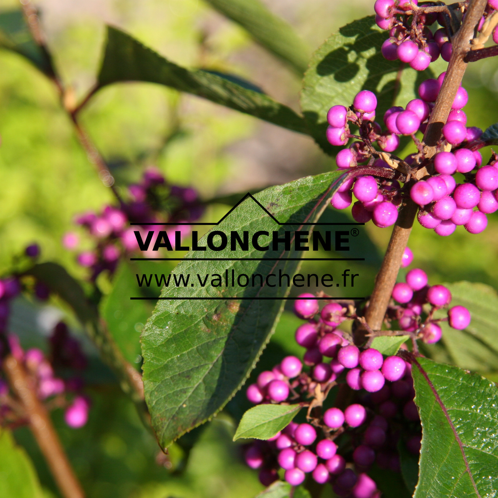 CALLICARPA bodinieri ‘Profusion’ en Octobre