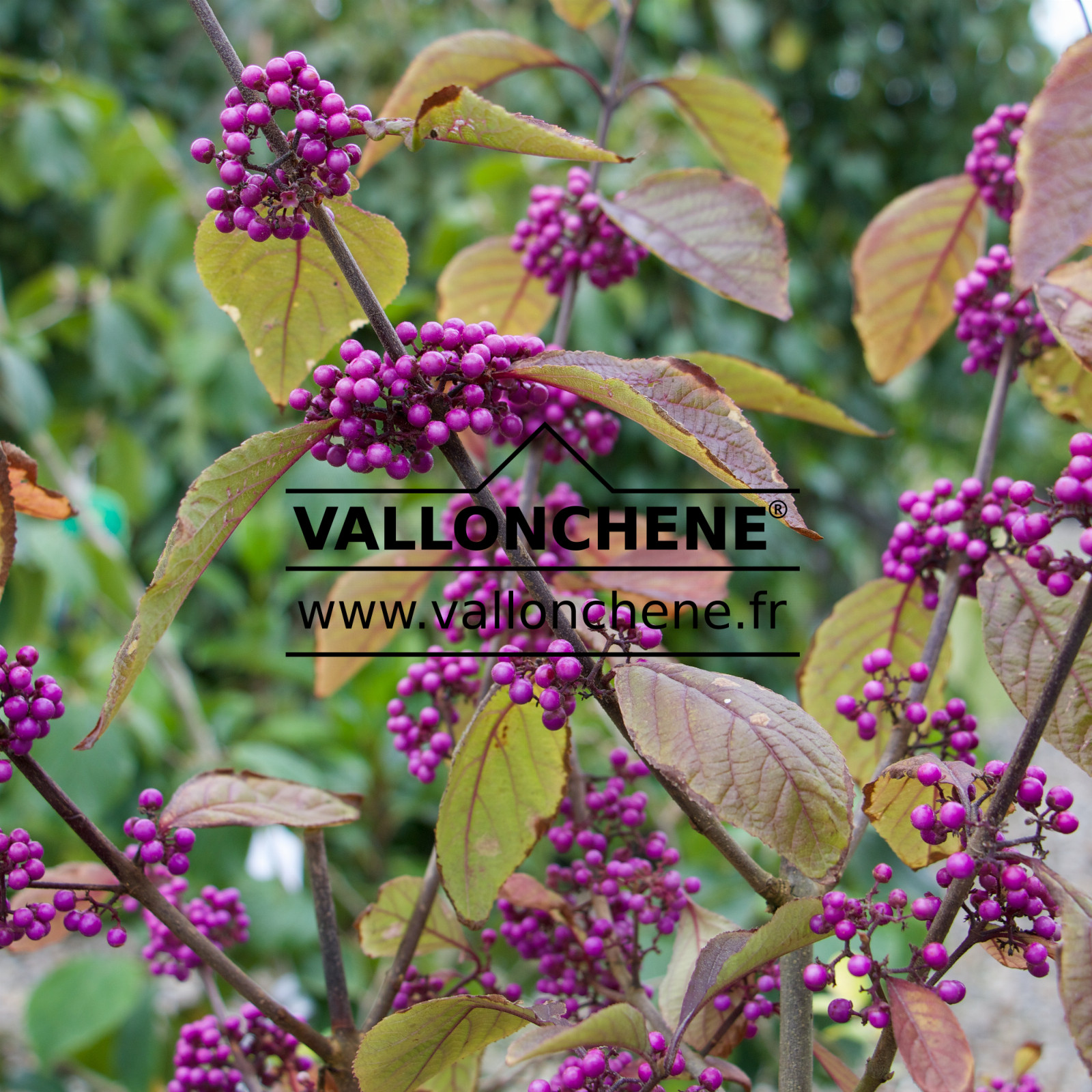 CALLICARPA bodinieri 'Profusion' en Septembre